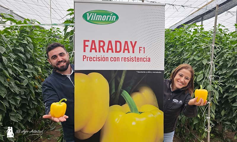 Faraday resistente a oído refuerza a Vilmorin en el amarillo