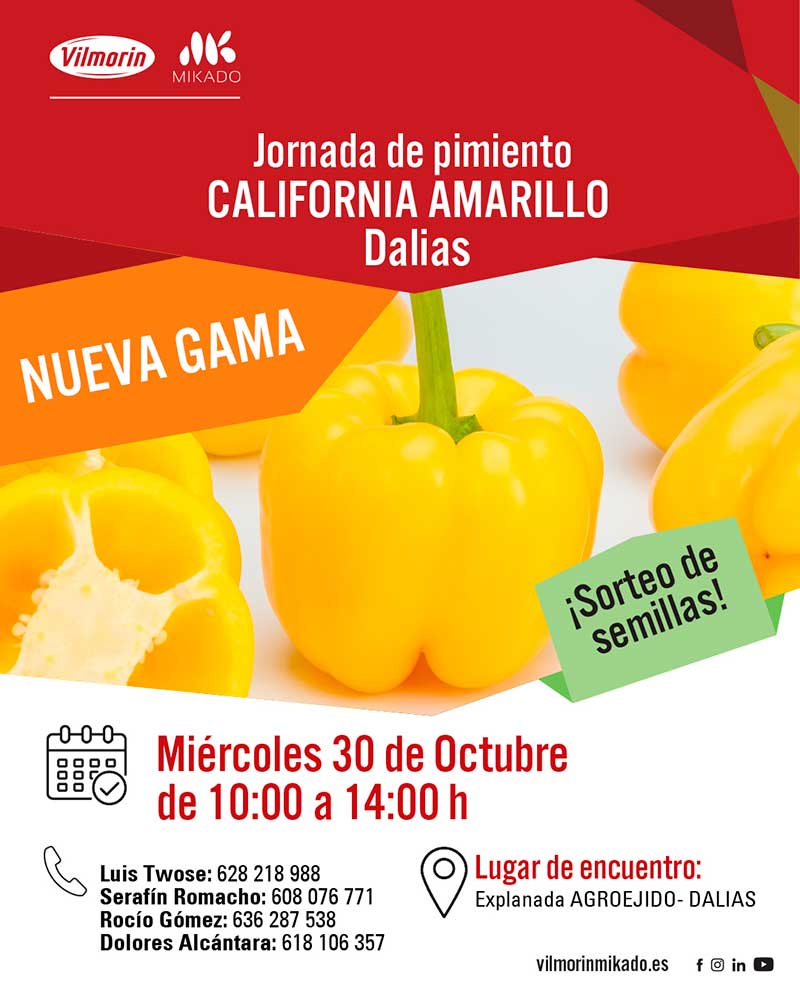 Día 30 de octubre. Jornada de pimiento amarillo de Vilmorin-Mikado