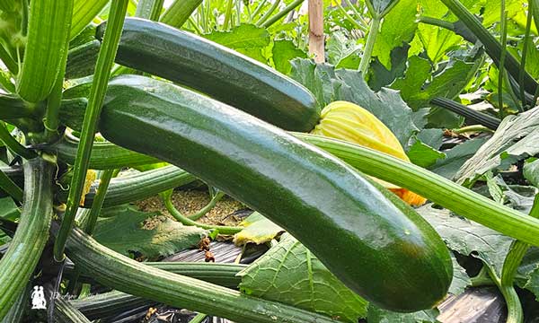 Frutos del nuevo calabacín Delhirium de Gautier / agroautentico.com