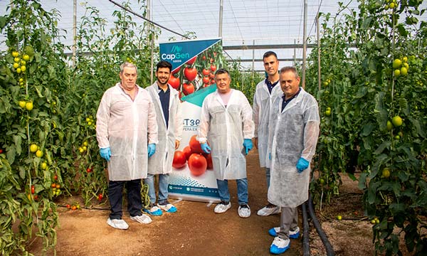 CapGen presenta en Níjar su nuevo tomate pera resistente a rugoso