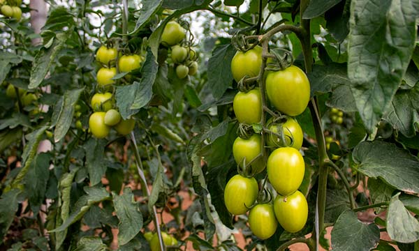 CapGen presenta en Níjar su nuevo tomate pera resistente a rugoso