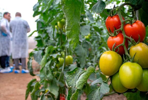 CapGen presenta en Níjar su nuevo tomate pera resistente a rugoso