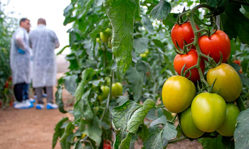 CapGen presenta en Níjar su nuevo tomate pera resistente a rugoso