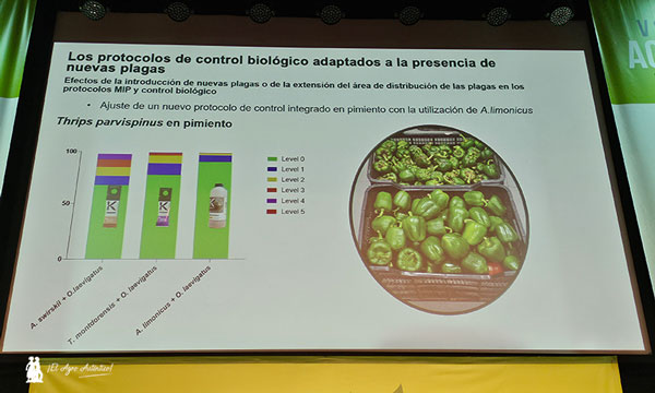 Plagas invasoras como parvispinus en pimiento en la charla de Koppert en el simposio de Agricultura Ecológica / agroautentico.com