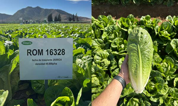 Lechugas romanas de Vilmorín para exportación