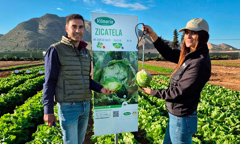 Vilmorin-Mikado apuesta a caballo ganador con la nueva iceberg Zicatela-noticias-agroautentico.com