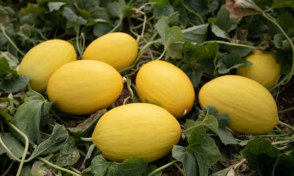 Semillas Fitó amplía su oferta en melón y sandía para Almería 3-noticias-agroautentico.com