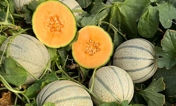 Semillas Fitó amplía su oferta en melón y sandía para Almería 2-noticias-agroautentico.com