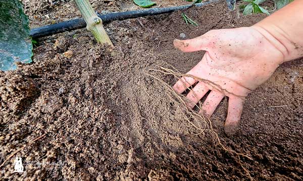 Sistema radicular en pimiento. Raíces -agroautentico.com