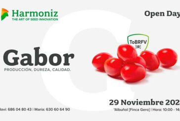 Día 29 de noviembre. Jornada de tomate cherry de Harmoniz