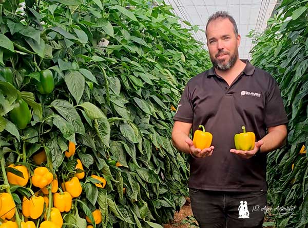 Llega Belenus. El amarillo más esperado de HM.Clause