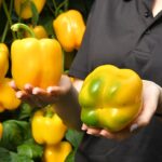 Llega Belenus. El amarillo más esperado de HM.Clause-noticias-agroautentico.com