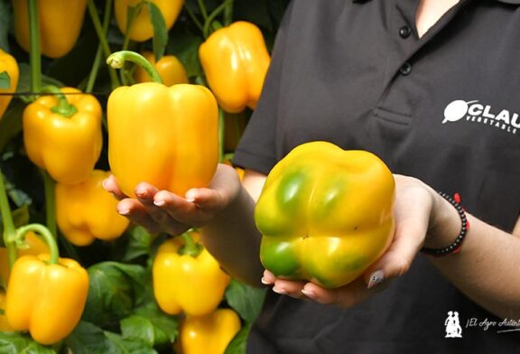 Llega Belenus. El amarillo más esperado de HM.Clause