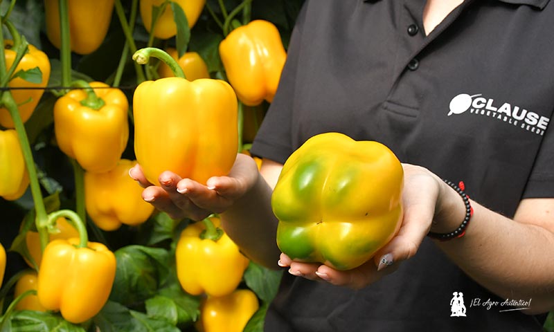 Llega Belenus. El amarillo más esperado de HM.Clause