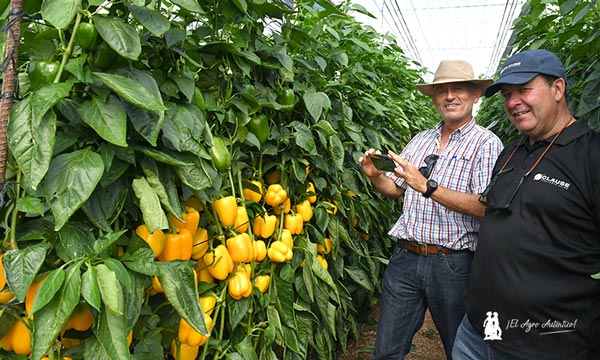 Llega Belenus. El amarillo más esperado de HM.Clause