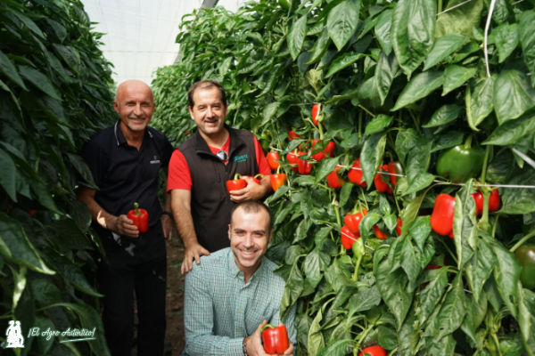 Pimiento Danzon en Berja / agroautentico.com