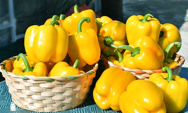 Gorafe es un pimiento amarillo de la casa alemana agroTIP / agroautentico.com