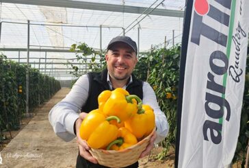 Gorafe es el pimiento amarillo resistente a oídio y con calibre alto de agroTIP