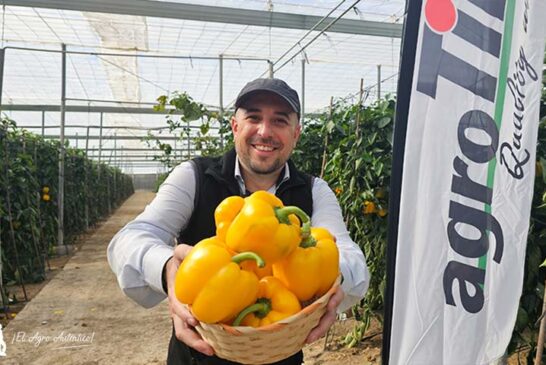 Gorafe es el pimiento amarillo resistente a oídio y con calibre alto de agroTIP