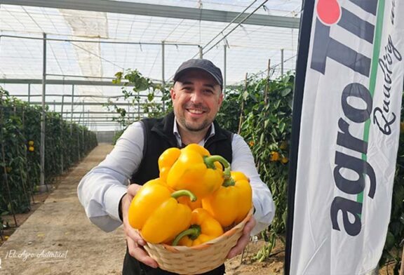 Gorafe es el pimiento amarillo resistente a oídio y con calibre alto de agroTIP