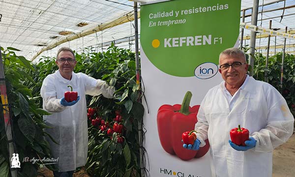 Bonifacio Sánchez y Andrés Pérez con el pimiento california rojo Kefren -agro autentico.com