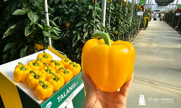 pimiento Talanis de HM Clause-noticias-agroautentico.com