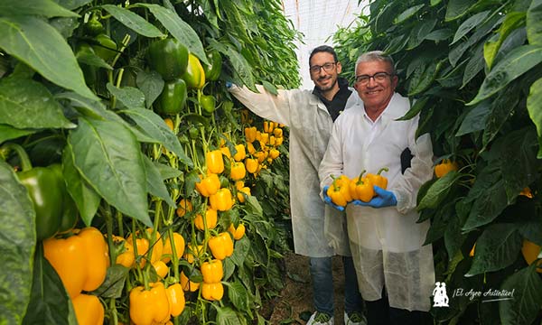 David González y Bonifacio Sánchez con el pimiento california amarillo Talanis 