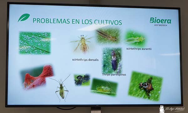 Bioera y los problemas generados por insectos plaga -agroautentico.com