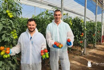 Caniles se hace grande con tomate Legislador. Más calibre con resistencia a rugoso