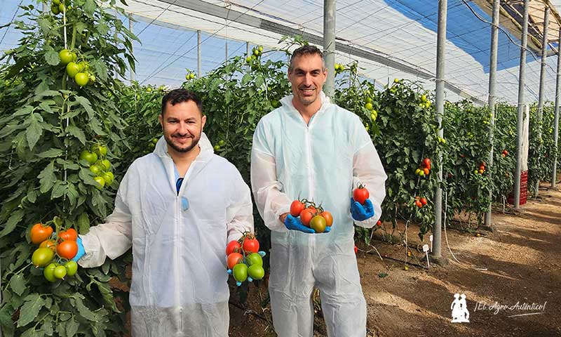 Caniles se hace grande con tomate Legislador. Más calibre con resistencia a rugoso