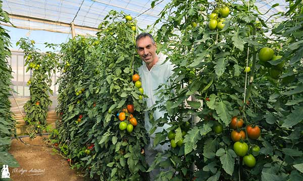 Iván Alonso con la nueva variedad pera de calibre grande de Syngenta resistente al virus del rugoso ToBRFV