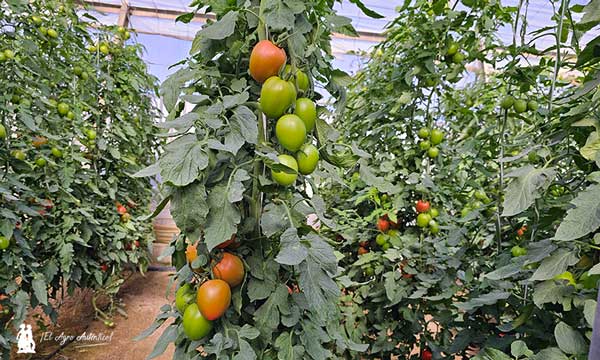 Tomate Legislador, más calibre con resistencia a rugoso