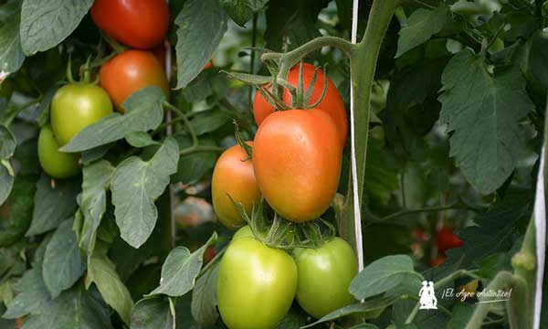 tomate Legislador. Más calibre con resistencia a rugoso