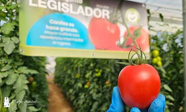 Caniles se hace grande con tomate Legislador. Más calibre con resistencia a rugoso-noticias-agroautentico.com