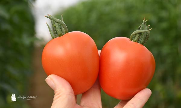 Tomates sin miedo al rugoso. Octavius de Yuksel Seeds / agroautentico.com