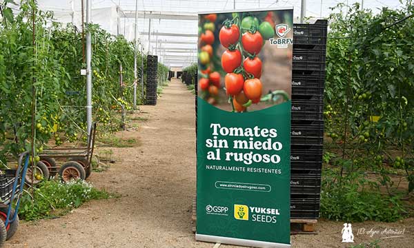 Tomates sin miedo al rugoso. Octavius de Yuksel Seeds / agroautentico.com