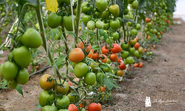 Tomates sin miedo al rugoso. Variedad tipo pera de una casa de semillas de Turquía / agroautentico.com