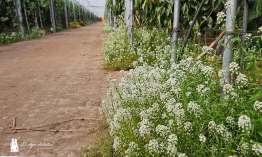 Vellsam presenta ‘Back to Nature’, la revolución tecnológica que reconecta con la tierra-noticias-agroautentico.com