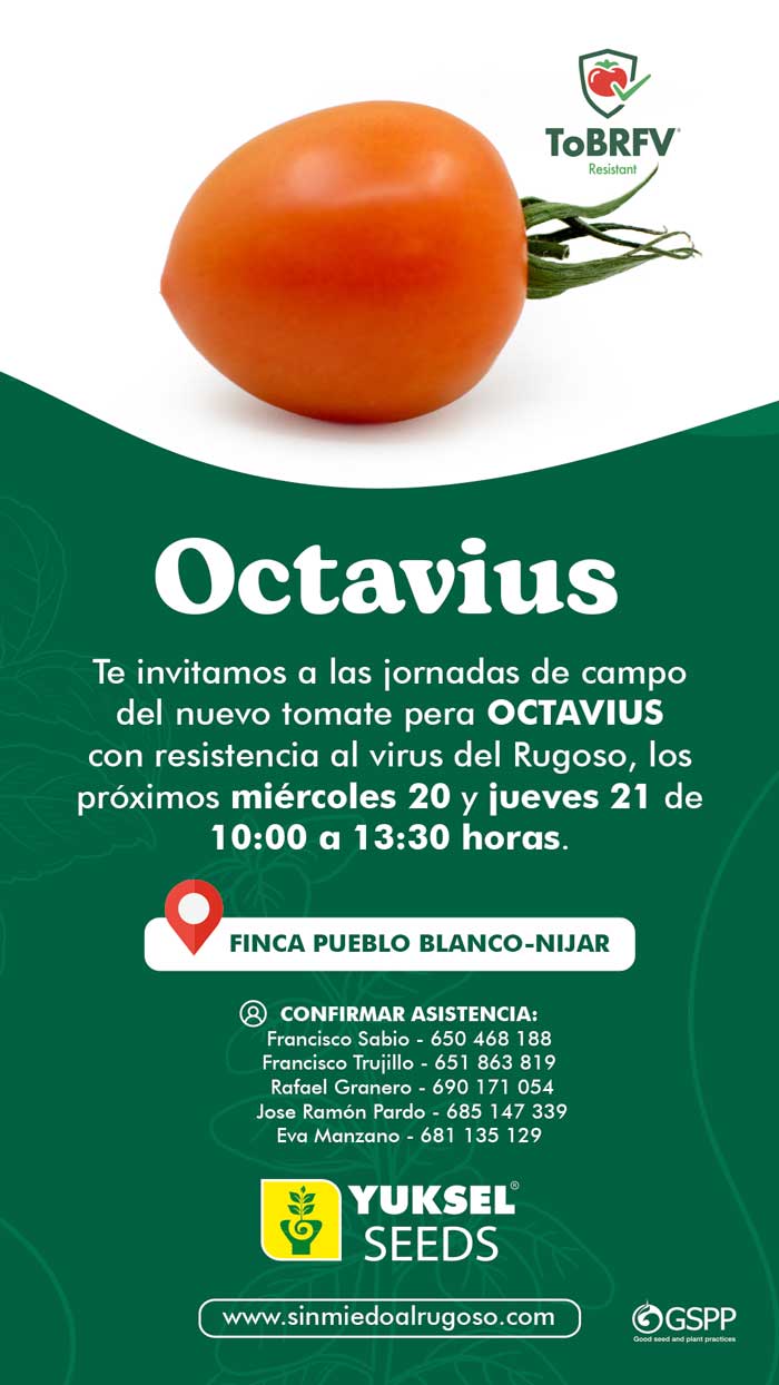  Jornadas de tomate Octavius de Yuksel Seeds