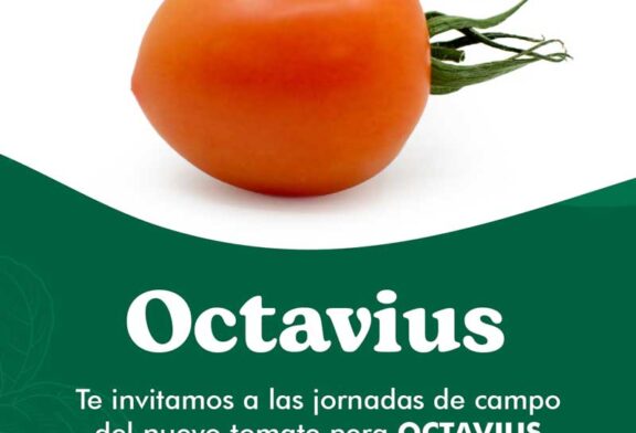 Días 20 y 21 de noviembre. Jornadas de tomate de Yuksel Seeds