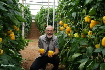 Pimiento Leonado y Ambarino completan calendario de amarillo con resistencias