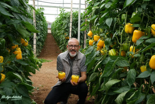 Pimiento Leonado y Ambarino completan calendario de amarillo con resistencias