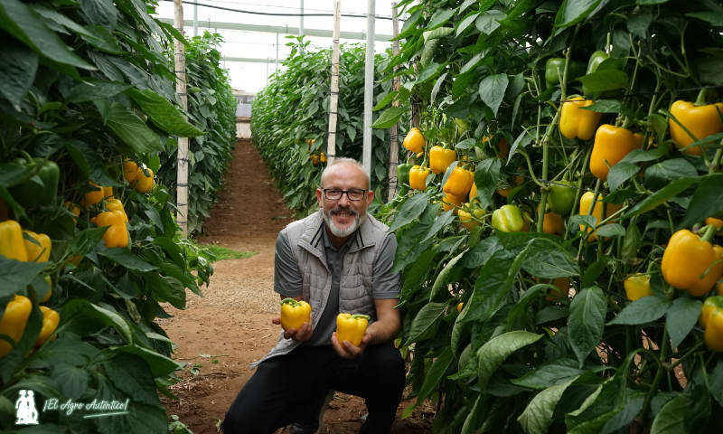 Pimiento Leonado y Ambarino completan calendario de amarillo con resistencias