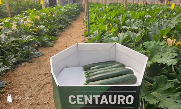 Calabacín Centauro / agroautentico.com