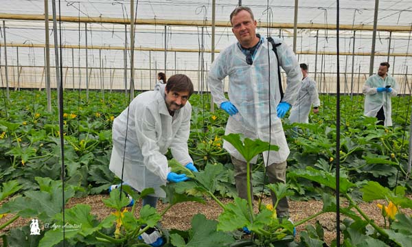 Finca de calabacín con la variedad Delfos ND / agroautentico.com