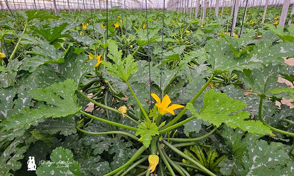 Variedad de calabacín Fausto ND de Syngenta / agroautentico.com