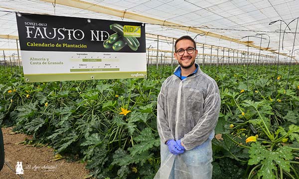 Calabacín Fausto ND de Syngenta / agroautentico.com