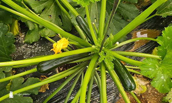 Calabacín N157 / agroautentico.com