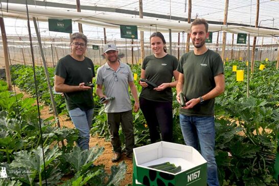 Gautier da en la tecla con los potyvirus en calabacín