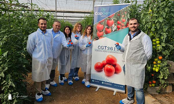 CapGen ya compite con resistencia a rugoso en la Liga del tomate de exportación